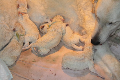 klus geklaard, 5 pups geboren