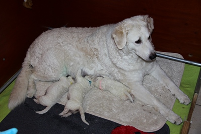 Lumikki met haar puppy's
